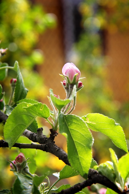 Buds, on an apple tree