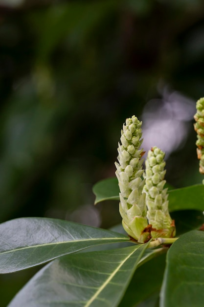 Buds blossoms cherry laurel Prunus laurocerasus Genolia on a blurry background selective focus