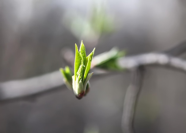 Buds and first leaves on tree branches