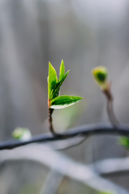 Buds and first leaves on tree branches