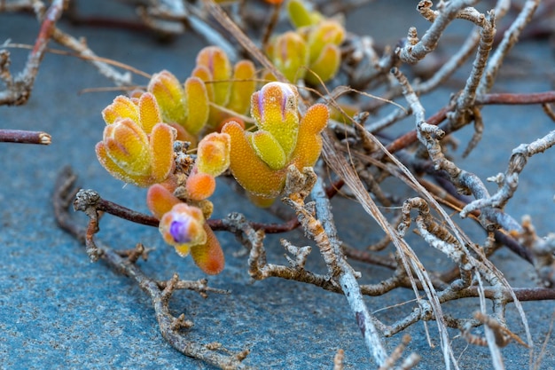 Buds of flowers on a branch in the spring