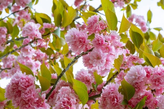 Buds of flowers on a branch