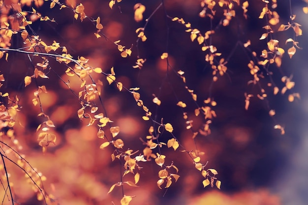 Photo buds and leaves on a tree branch spring background