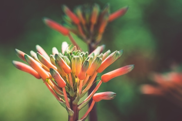 Buds of an orange Agave flower in a botanical garden