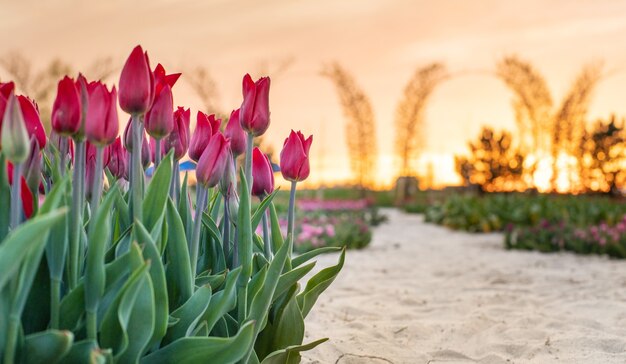 Buds of pink tulips at sunset