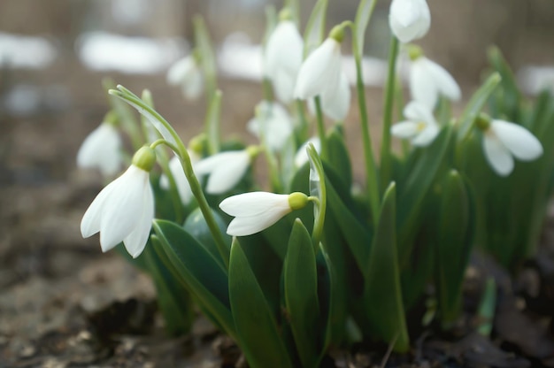 Buds of snowdrops (Galanthus) in blossom. Fresh white flowers in a spring park