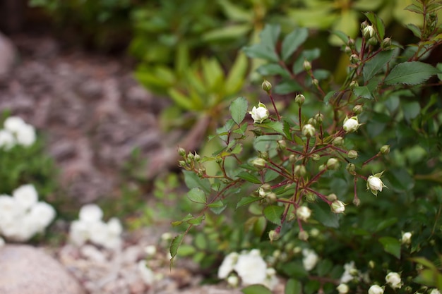 Buds of a white rose bush