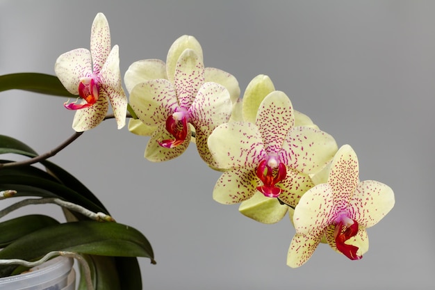 Buds of yellow orchid on a gray background