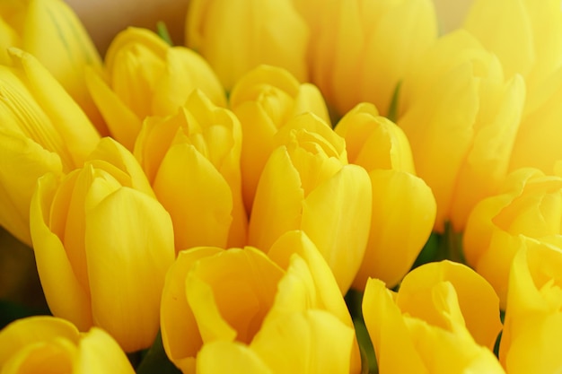 Buds of yellow tulips.