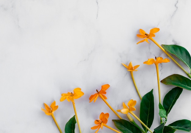 Bueatyful flower on white marble background.