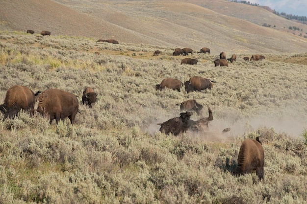 Buffalo Bison in Lamar Valley Yellowstone