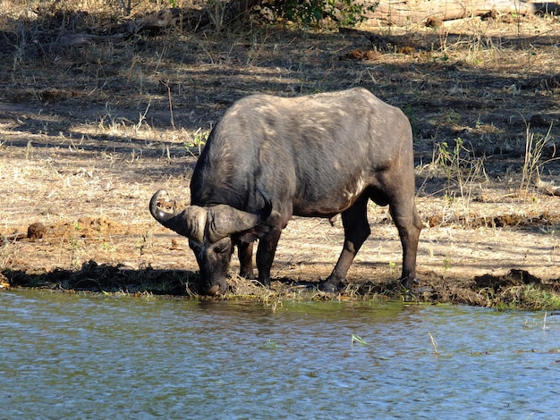 The buffalo on the coast of Zambezi river Botswana Africa