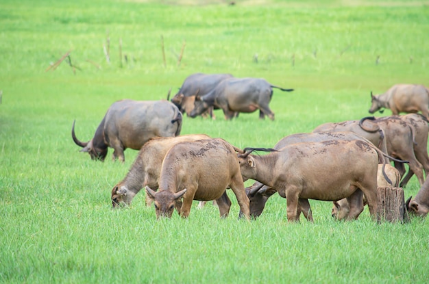 A buffalo eating grass on a meadow.