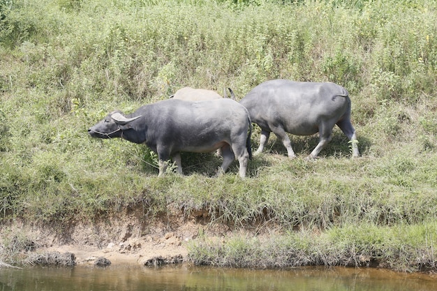 Buffalo farming in the countryside.