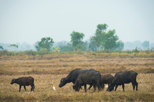 Buffalo in the field of Thailand