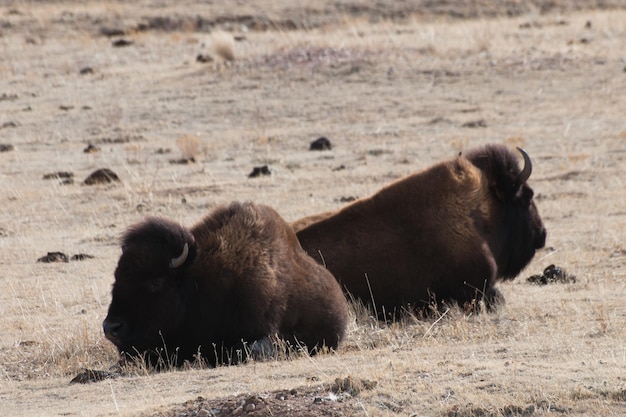 Buffalo grasing on ranch in Wyoming.