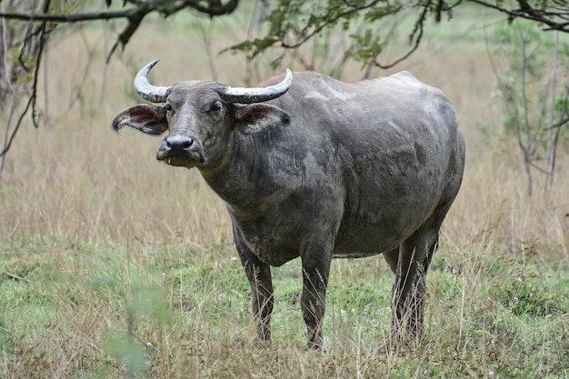 Buffalo herds in the fields in the morning