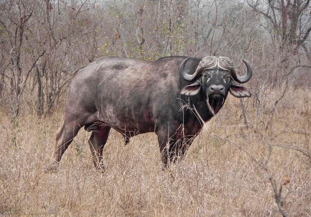 Buffalo in Kruger National Park