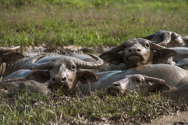 Buffalo lying in the mud