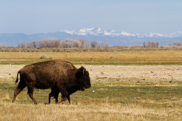 Buffalo ranch on Midwest.