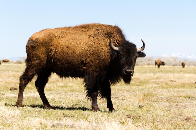 Buffalo ranch on Midwest.