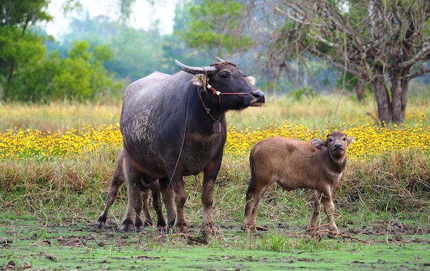 The buffalo and son are in the field.      