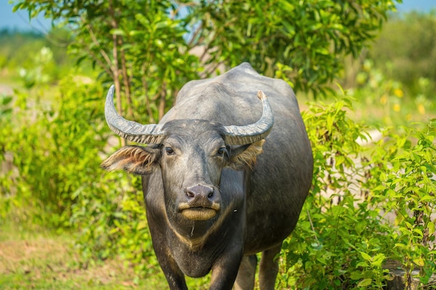 Buffalo Vietnam Long An province standing on the riverbank with green grass Scenery of Asian domestic animals Large animals in the habitat