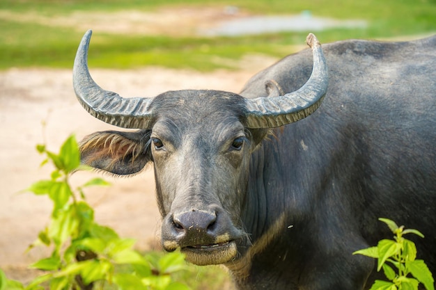 Buffalo Vietnam Long An province standing on the riverbank with green grass Scenery of Asian domestic animals Large animals in the habitat