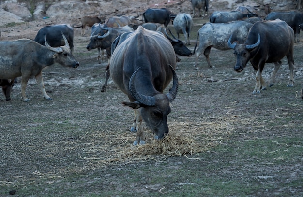 The buffalo who is the leader of the herd will be entitled first.