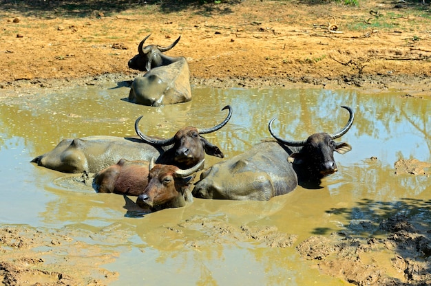 Buffalo in the wild on the island of Sri Lanka