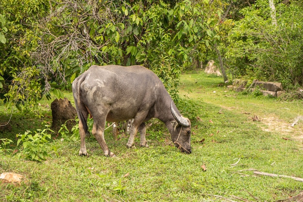 A buffalo with large horns grazes on the lawn in a green tropical jungle