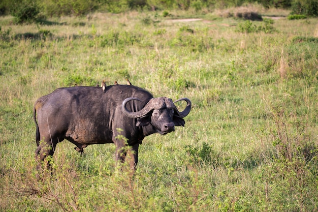 buffalo with a white bird on its back is standing in a meadow