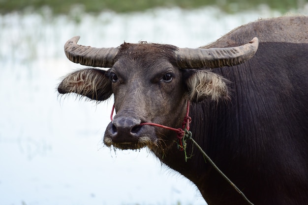 buffaloe in field eating the grass in Thailand