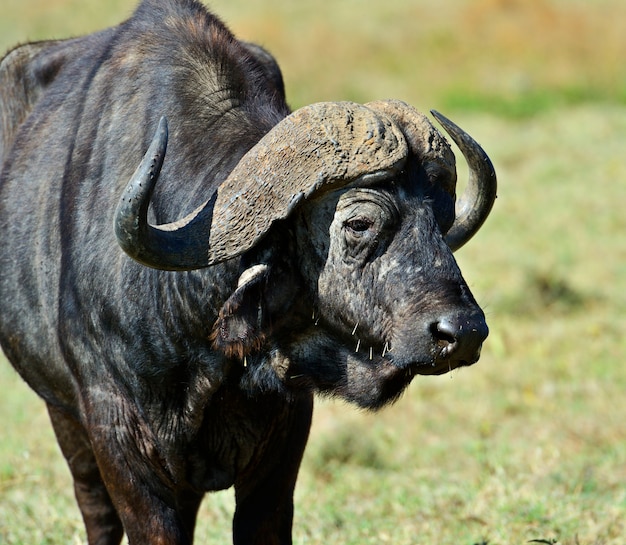 Buffaloes African Samburu national park. Kenya. Africa.