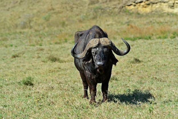 Buffaloes African Samburu national park. Kenya. Africa.