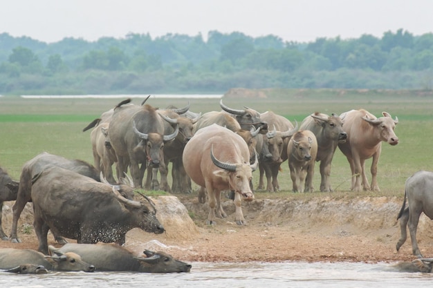 Buffaloes eating grass on grass field riversidexA