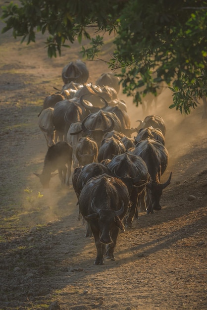 Buffaloes on the loose are making their way back to the Buffalo stable