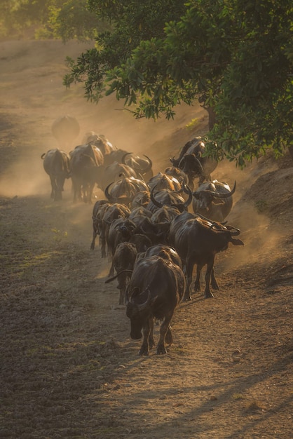 Buffaloes on the loose are making their way back to the Buffalo stable