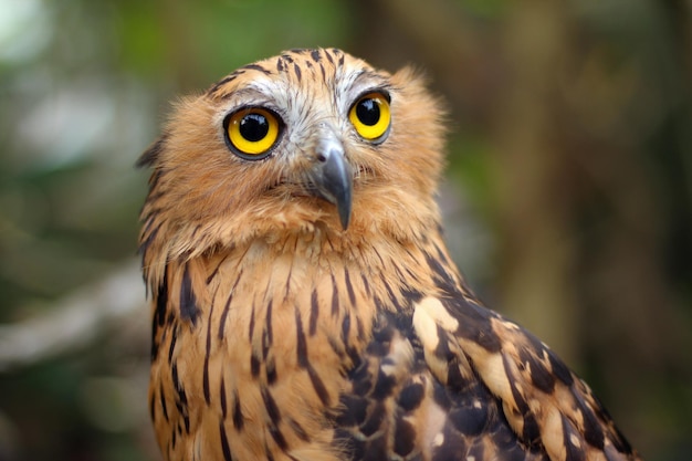 The buffy fish owl or Malay fish owl is native to Southeast Asia