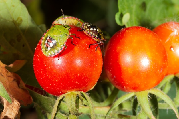 Bug pest harmful turtle on ripe tomatoes close-up