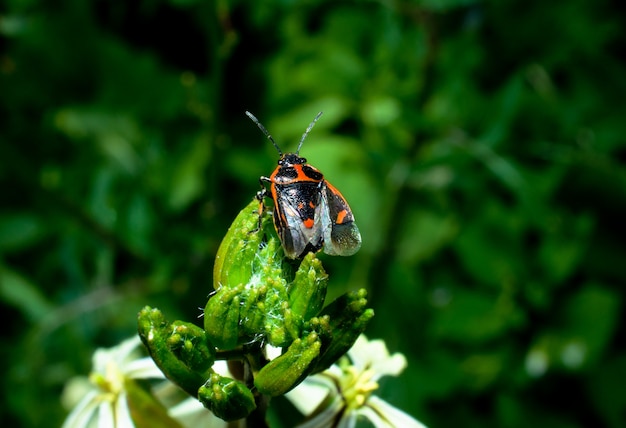 Bug red black sits on a green plant