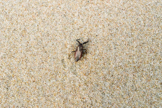 A bug on the sand is a sign of danger.