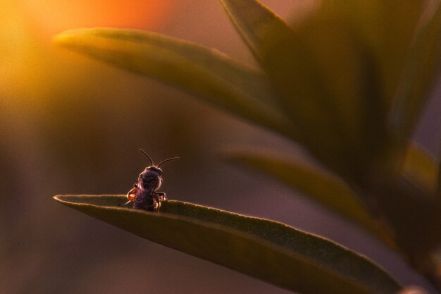 bug standing on leaf waiting