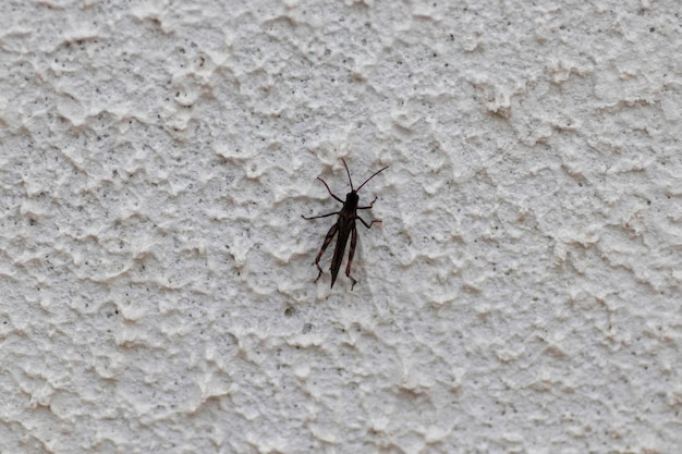 bug on the wall close-up, big insect