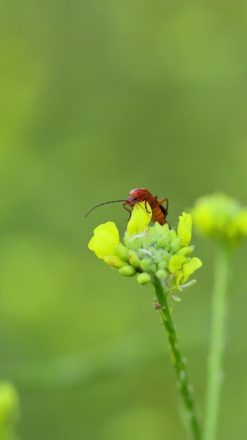 A bug on a yellow flower