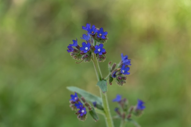 Bugloss a bristly plant of the borage family with bright blue flowers