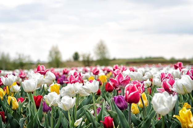 Bulb fields in springtime harmony in meditation nature is humans antistress