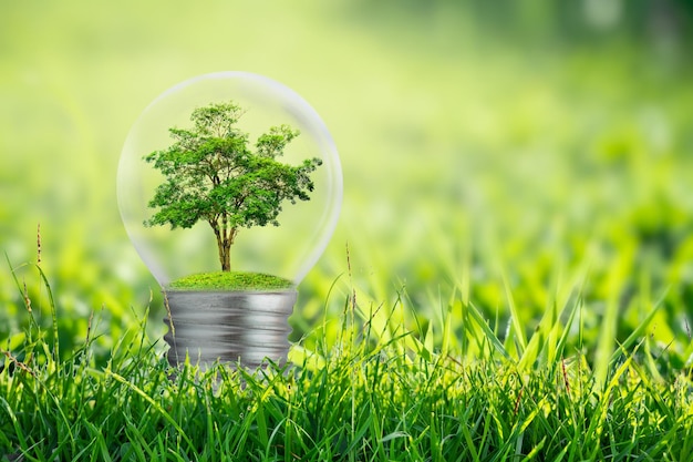 The bulb is located on the inside with leaves forest and the trees are in the light Concepts of environmental conservation and global warming plant growing inside lamp bulb over dry