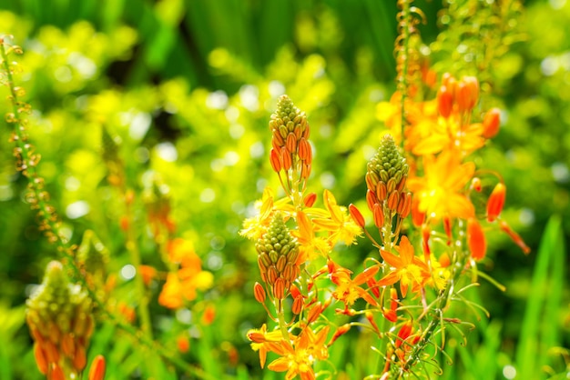 Bulbine frutescens is a species of flowering plant in the genus Bulbine, native to Southern Africa