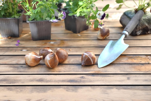 Bulbs of flowers on a garden table with a shovel for gardening